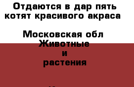 Отдаются в дар пять котят красивого акраса - Московская обл. Животные и растения » Кошки   . Московская обл.